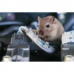 ΑΠΩΘΗΤΙΚΟ ΤΡΩΚΤΙΚΩΝ ΜΕ ΥΠΕΡΗΧΟΥΣ 12V 50-70mA 22-45KhZ 0.6W Διάφορα Ηλεκτρικά Αξεσουάρ